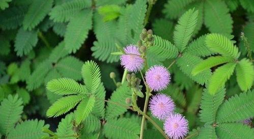 含羞草国产原创视频大全,含羞草魅力绽放