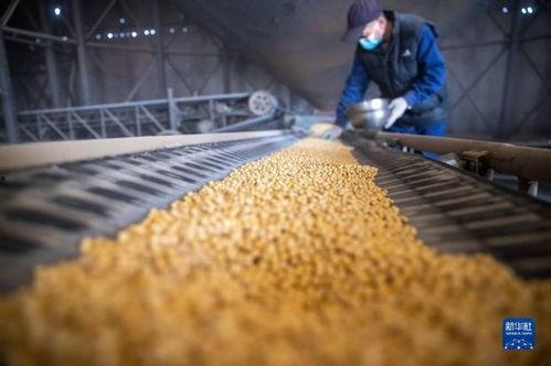 中国产粮过程视频大全